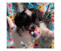 Tiny Papilon Mix puppy for sale - 2