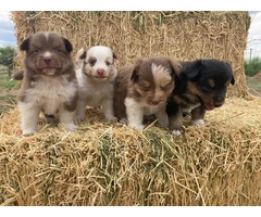 6 registered toy Aussie puppies available