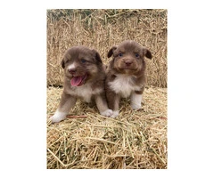 6 registered toy Aussie puppies available - 2