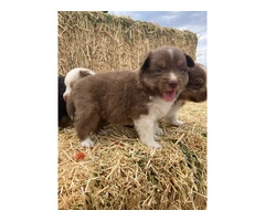 6 registered toy Aussie puppies available - 3