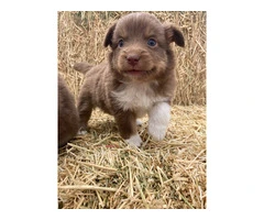 6 registered toy Aussie puppies available - 4