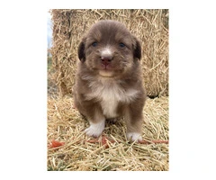 6 registered toy Aussie puppies available - 5