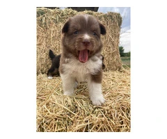 6 registered toy Aussie puppies available - 6