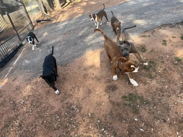 Pit bull puppies small adoption fee - 1/9