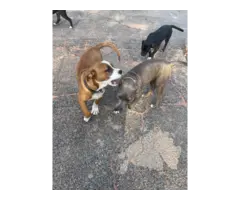 Pit bull puppies small adoption fee - 2