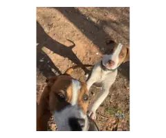 Pit bull puppies small adoption fee - 4