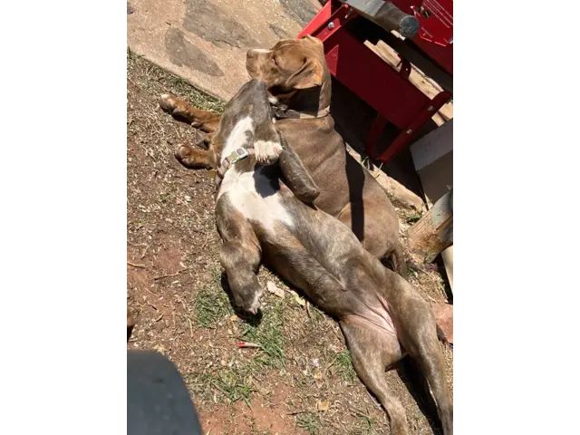 Pit bull puppies small adoption fee - 6/9