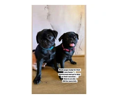 Two black Pug puppies available