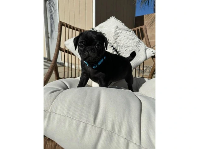 Two black Pug puppies available - 2/8