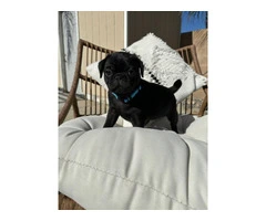 Two black Pug puppies available - 2