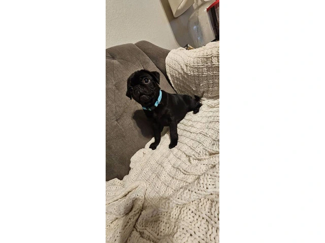 Two black Pug puppies available - 3/8