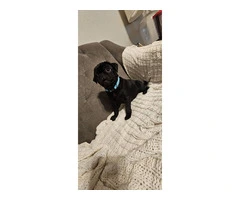 Two black Pug puppies available - 3