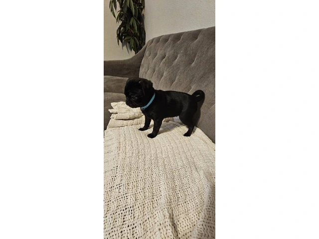 Two black Pug puppies available - 4/8