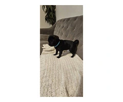 Two black Pug puppies available - 4