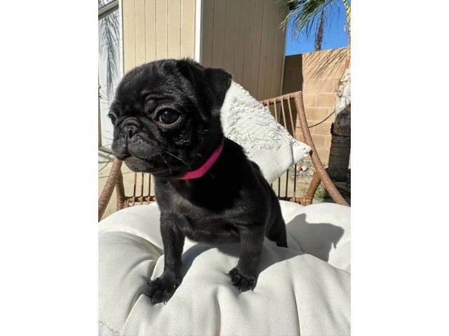 Two black Pug puppies available - 5/8