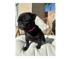 Two black Pug puppies available - 5