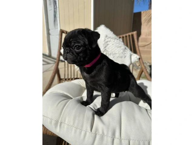Two black Pug puppies available - 6/8