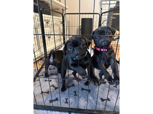 Two black Pug puppies available - 7/8