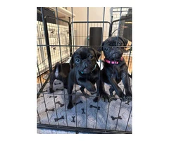 Two black Pug puppies available - 7