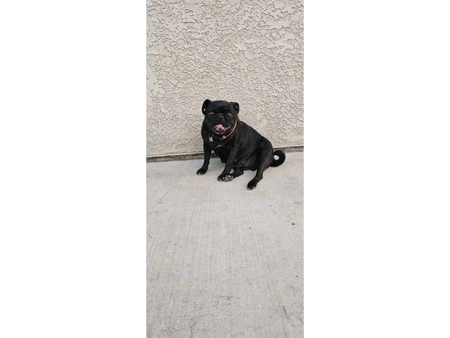 Two black Pug puppies available - 8/8
