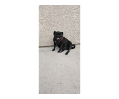 Two black Pug puppies available - 8