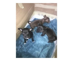 3 sweet little Chihuahua mix puppies