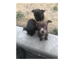 3 sweet little Chihuahua mix puppies - 6