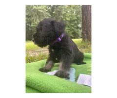 7 Miniature Schnauzer puppies for sale - 7
