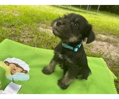 7 Miniature Schnauzer puppies for sale - 9