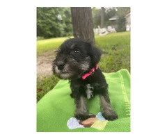 7 Miniature Schnauzer puppies for sale - 12
