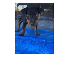 4 AKC Minpin puppies for sale