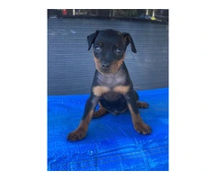 4 AKC Minpin puppies for sale - 2
