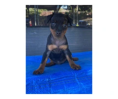 4 AKC Minpin puppies for sale - 4