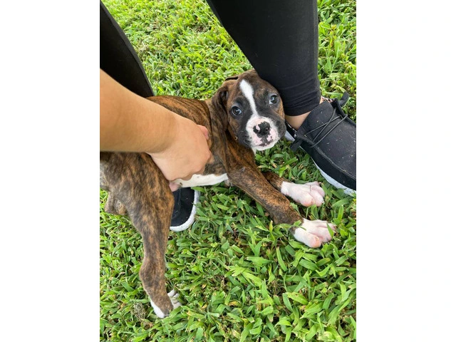 3 Boxer puppies ready to find their forever homes - 2/10