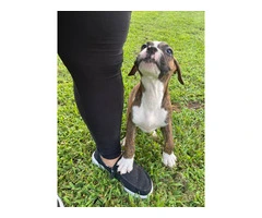 3 Boxer puppies ready to find their forever homes - 3