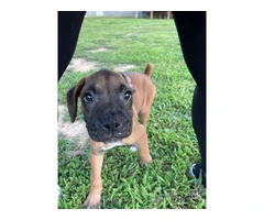 3 Boxer puppies ready to find their forever homes - 5