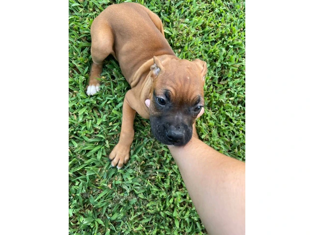 3 Boxer puppies ready to find their forever homes - 6/10