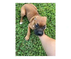 3 Boxer puppies ready to find their forever homes - 6