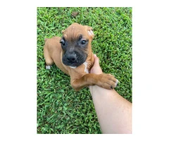 3 Boxer puppies ready to find their forever homes - 7