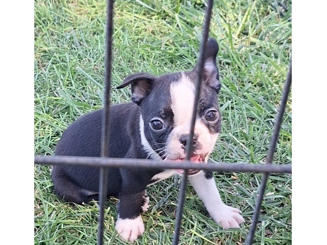Boston Terrier puppies for sale - 2/2