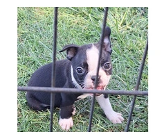 Boston Terrier puppies for sale - 2