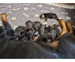 AKC registered Rottweiler puppies for sale - 1