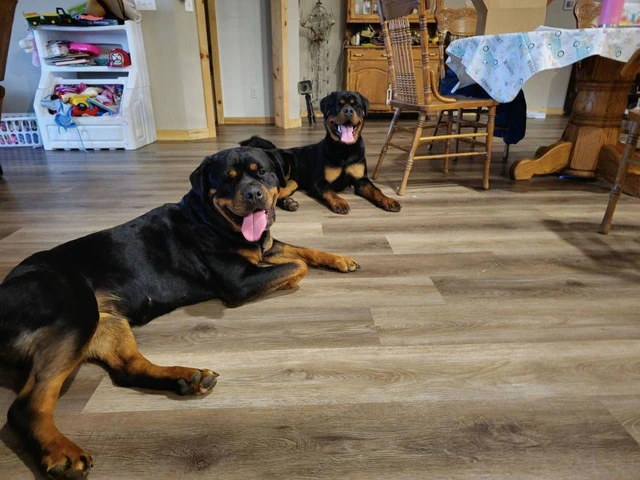 AKC registered Rottweiler puppies for sale - 2/4