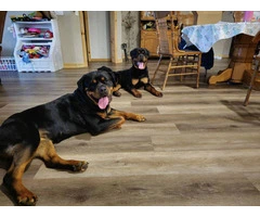 AKC registered Rottweiler puppies for sale - 2