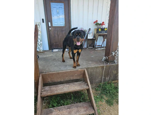 AKC registered Rottweiler puppies for sale - 3/4