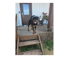 AKC registered Rottweiler puppies for sale - 3