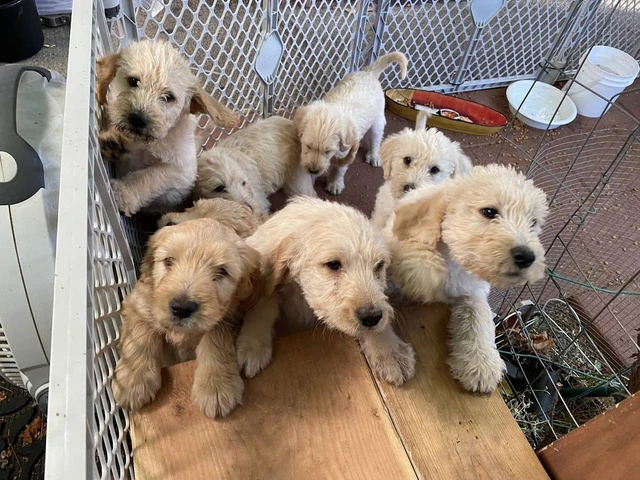 9 precious Golden Doodle puppies for sale - 1/1