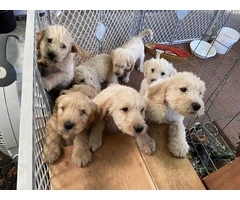 9 precious Golden Doodle puppies for sale - 1