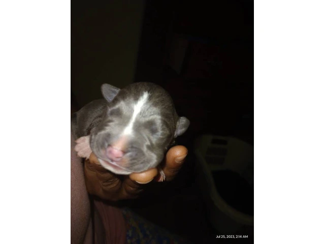 Blue nose Pitbull babies - 2/4