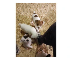 Jack Russell puppy - 5